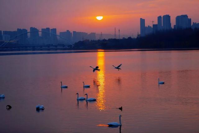 河南三门峡：天鹅湖晨曲