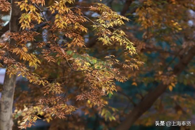 奉浦校园初冬美景大赏，你家娃的学校藏着这样的冬日浪漫