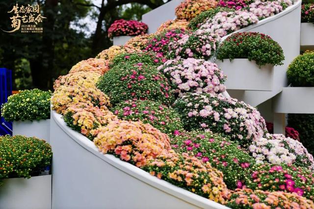 不愧是顶流！一大早就红了，人挤人持续好多天！萧山人家门口也有······