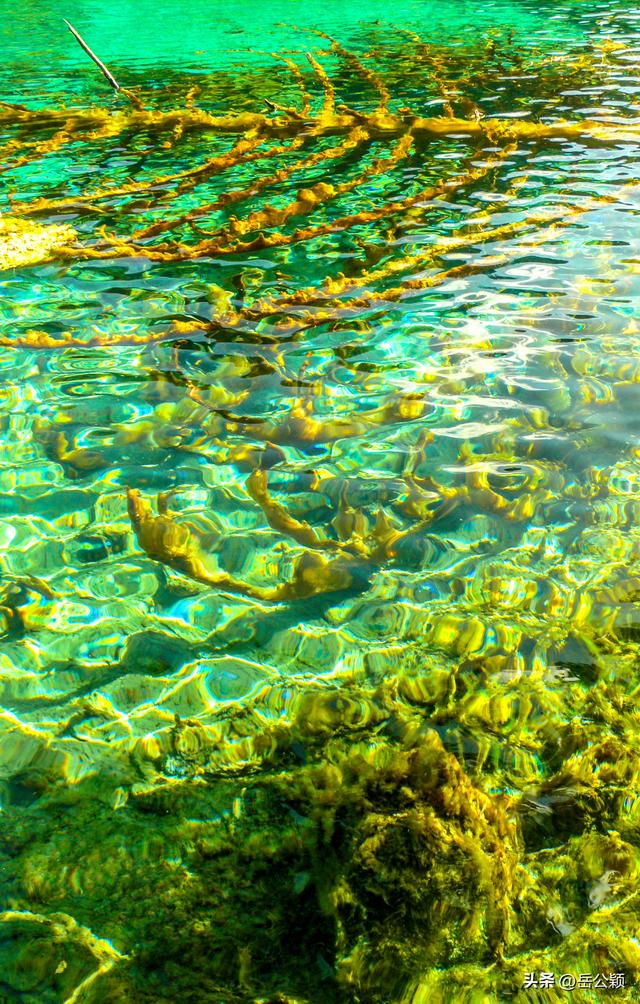 畅游中国｜九寨沟，难忘的那一汪汪水……