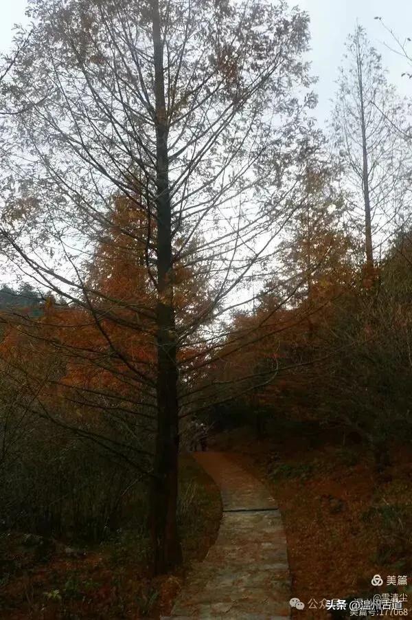 远上乌岩岭上斜,白云生处白云尖!温州这处秋日美景值得一去!