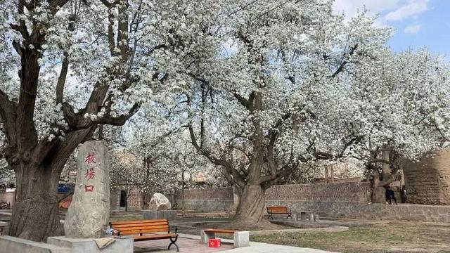 【白银文旅】梨花盛开，春日赴约！大庙村直接美成壁纸