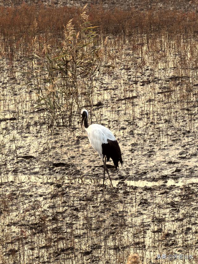2025辽宁赏秋之旅日记(6)——到辽河口中国最北海岸线看日出 观鸟