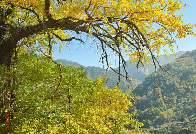 深秋，到政和大岭村看银杏黄叶去。