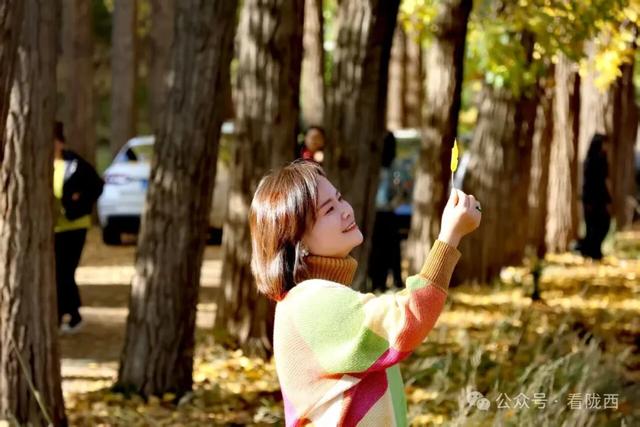 【图观陇西·新视角】陇西菜子四零四：白杨金黄 秒入油画