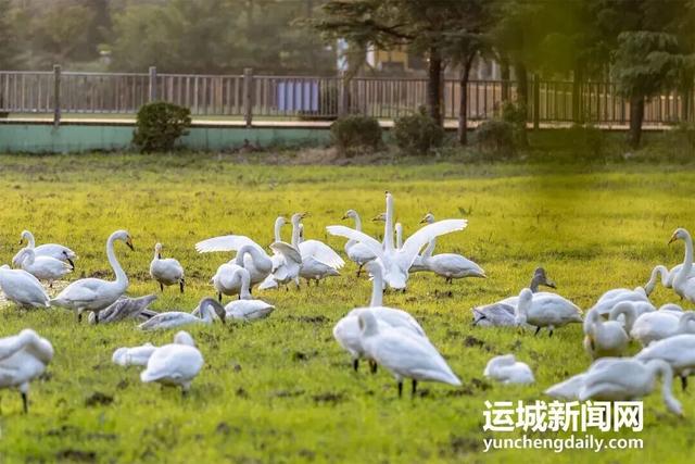 “淡季不淡”，运城文旅持续火热