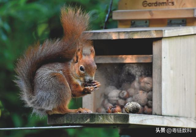 松鼠的智慧：在人生冬天来临前，先准备好你的“粮仓”