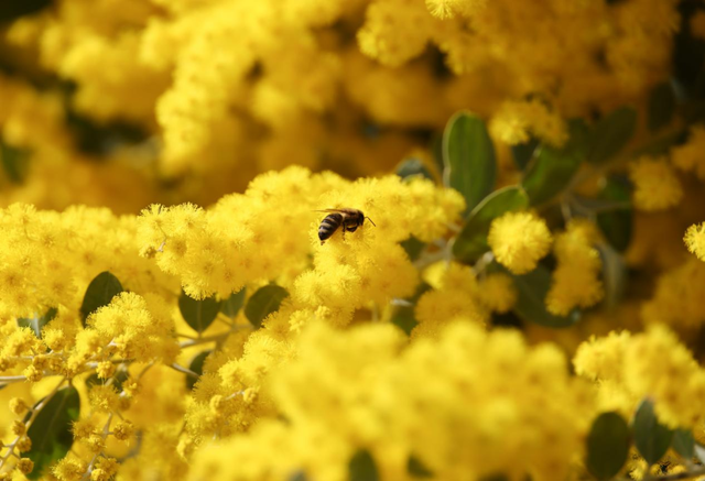快看→西昌的满树金黄云！