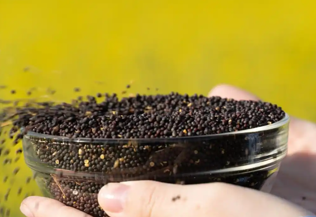 比美欧还恶劣，中国把第一次用在加拿大身上	，这次不再有半点姑息