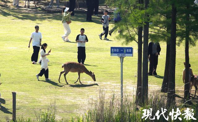 五一南京变人海：700条船不够用，全在看后脑勺！