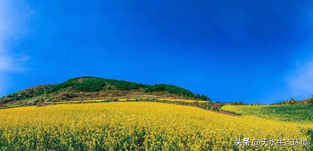 大美天水 | 花海上新！来天水，看“油”画里的春天~