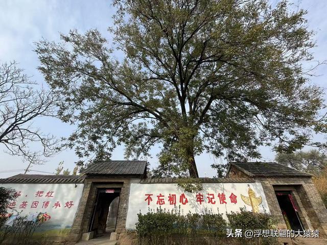 泰安肥城西陆房村里的大白菜