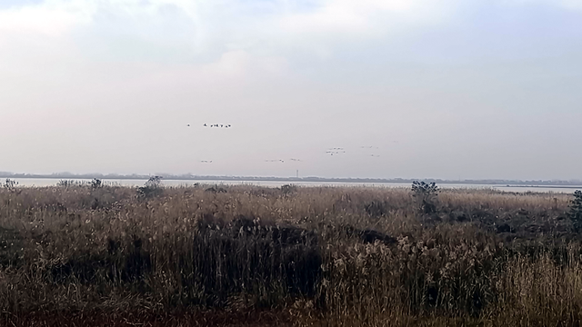 沉湖之约 建筑融自然绘青绿 群鸟齐飞撼心魂 农家烟火暖归途