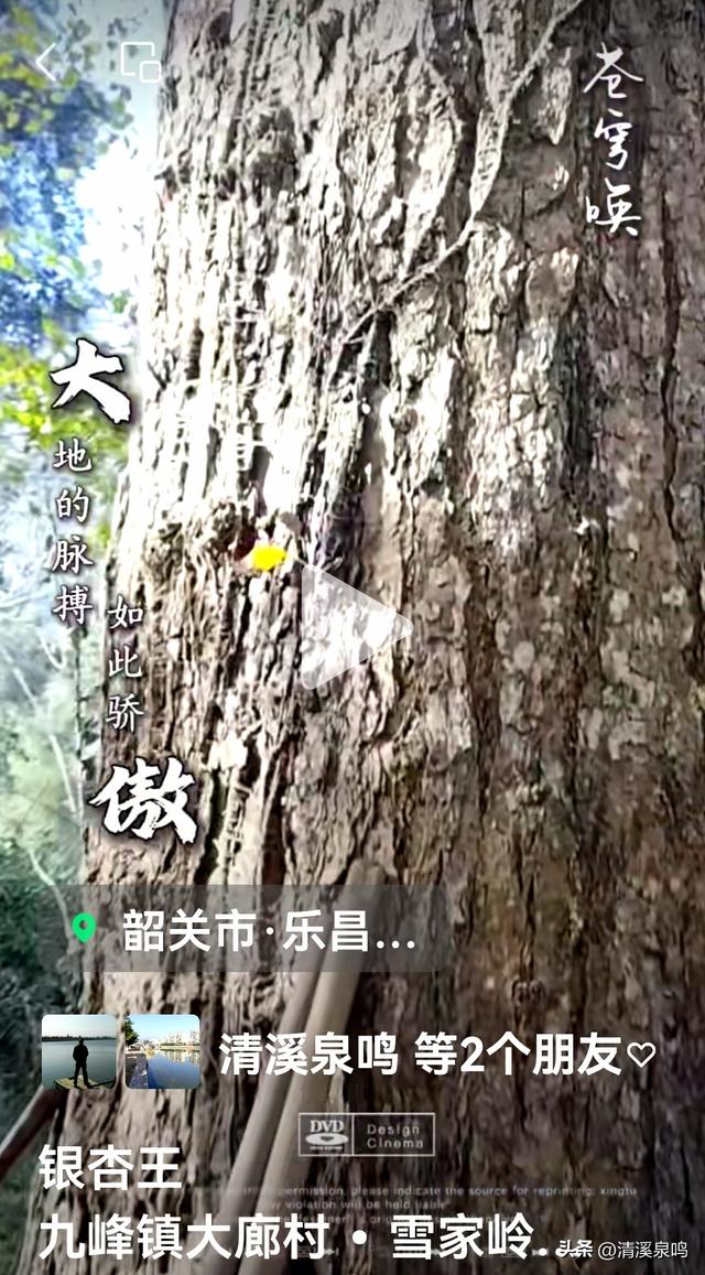 九峰大廊古银杏：岁月的金黄絮语