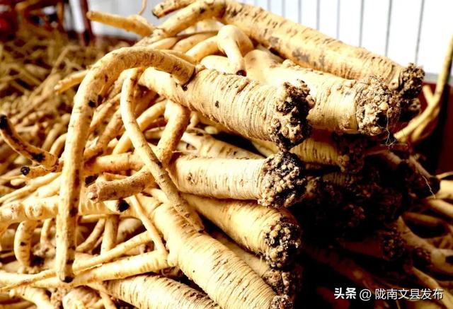 我爱你，文县！