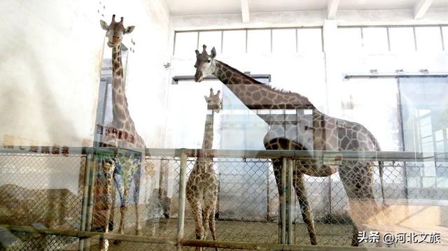 开学第一课！来石家庄，这样上→