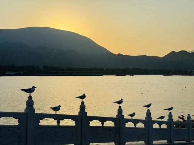 深秋太极岛：芦花漫舞，群鸟蹁跹