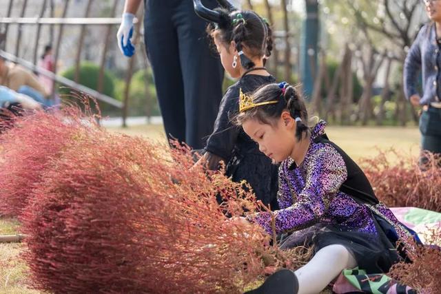 红了！沪郊最大地肤花海进入最佳观赏期，30万株“毛绒球”等你打卡