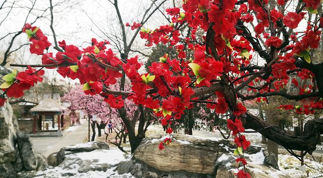 北京大观园“梅花”提早绽放 古风新春景致惊艳亮相