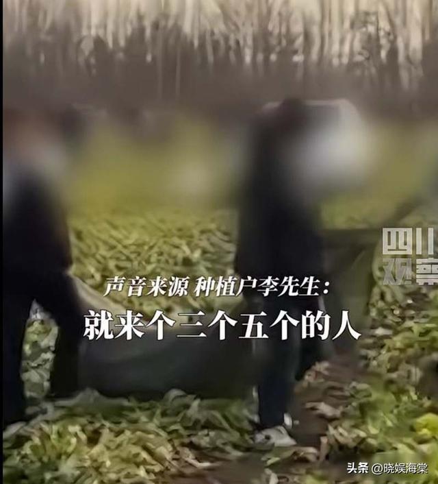 200亩白菜遭哄抢后续：损失超百万，菜农发声	，更过分的还在后面