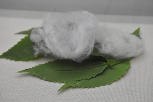 “蝈蝈吐丝织网”视频火了！但它其实不是蝈蝈，还和奥特曼有关…