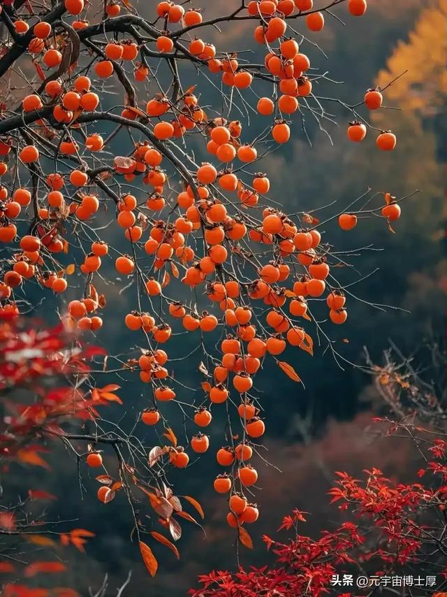 北京下雪后天寒地冻数九寒天大雪小雪冬至又一年注意保暖