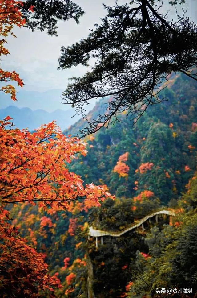 错过等一年！巴山大峡谷秋色刚开场，彩林已美成仙境！