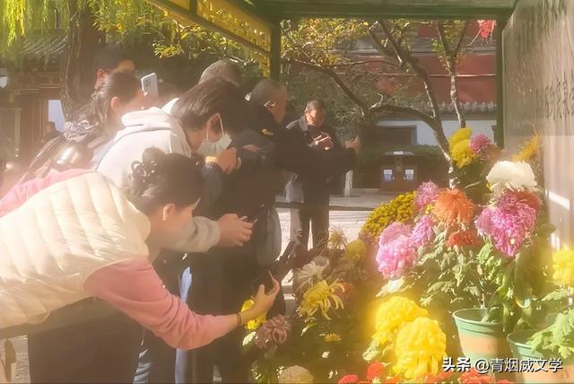 趵突菊韵 锦绣泉城