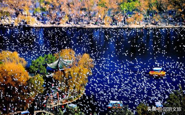 一半鸥气，一半锅气！立冬赴昆暗号：追完红嘴鸥就来顿火锅！下班就去~