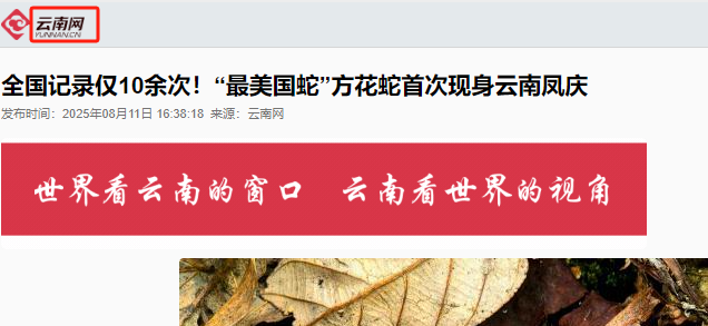 云南密林深处发现1条 "美女蛇", 大眼睛生性温柔, 全国记录仅10多次 !