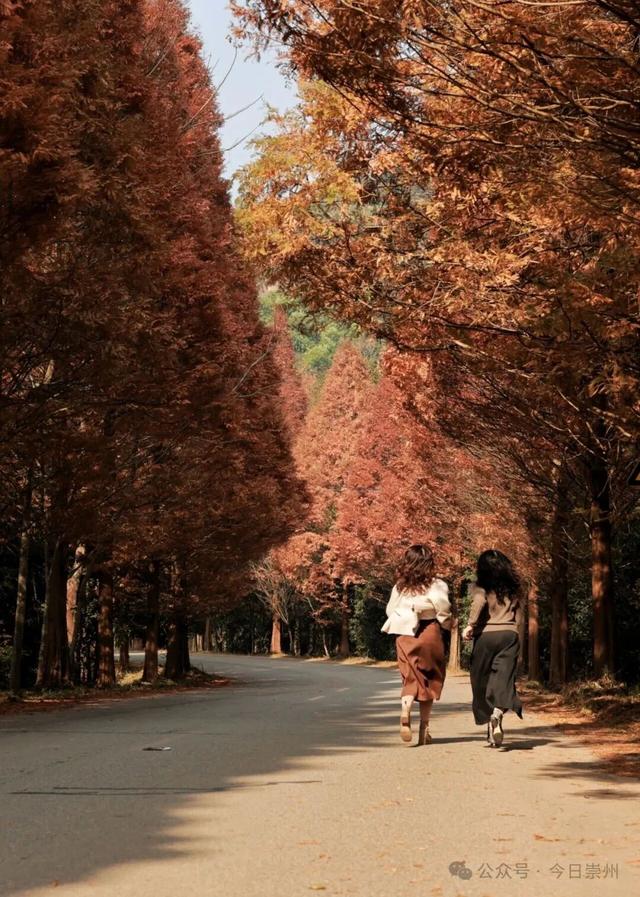 出片率100%！为崇州这些高颜值路连发三天朋友圈！