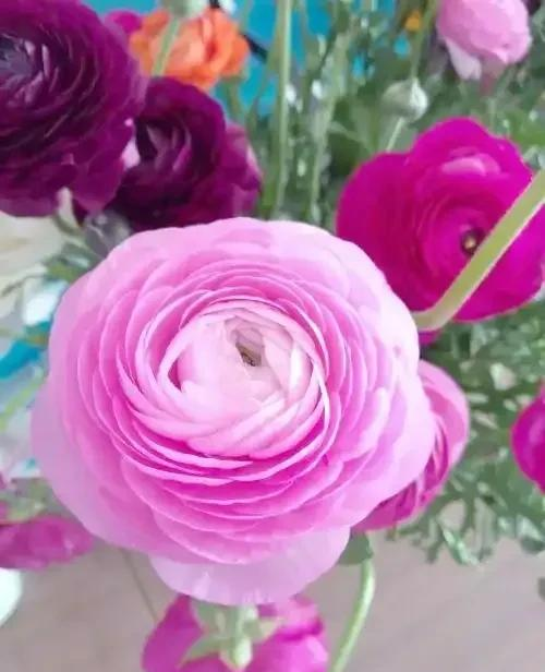 养花二十多年，吐槽好看难养、新手慎入的6大＂颜值杀手＂