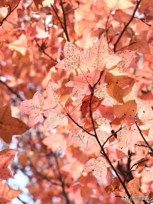 美上央媒！昆明红了！走走走，打卡最美枫景去，超全攻略速收藏→