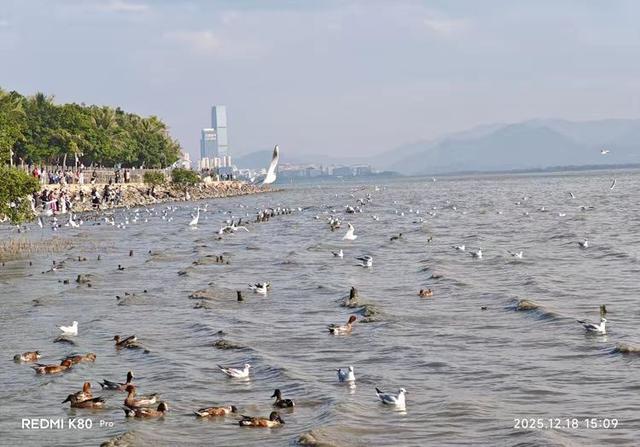 快乐的25/26深圳湾候鸟季