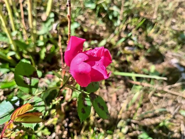 这么好看，不愧是遮阳山的秋天！