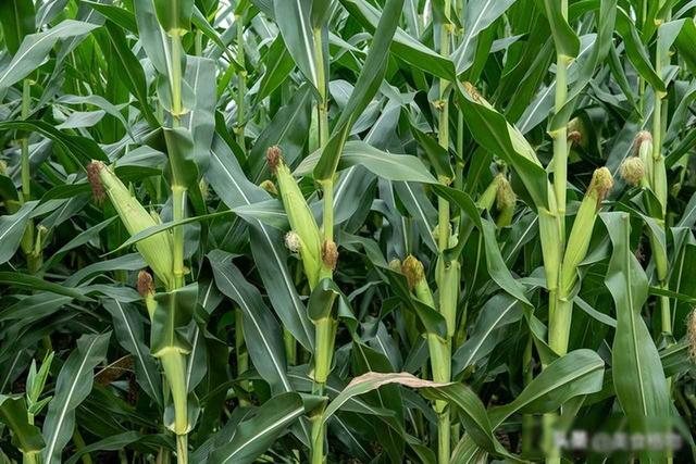 玉米须用陈醋泡7天	，试了3天很管用，老祖宗的土方法，太实用了