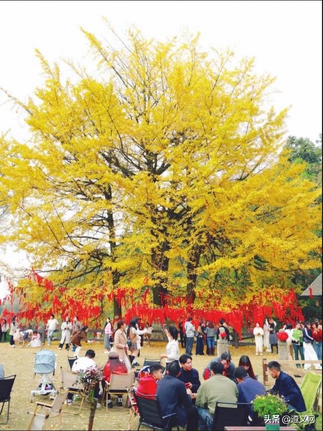 遵义仁怀蔺田村：古银杏景区迎来“黄金观赏期”