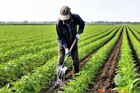 老农教你种芝麻：5个土办法，边角地也能高产！图片