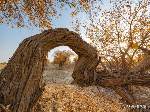 南疆寻秋--富士GFX100 II刻画南疆的雪山、沙漠与胡杨