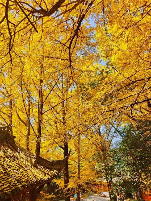【美丽四川】一年一度朋友圈银杏比美时刻又来了！