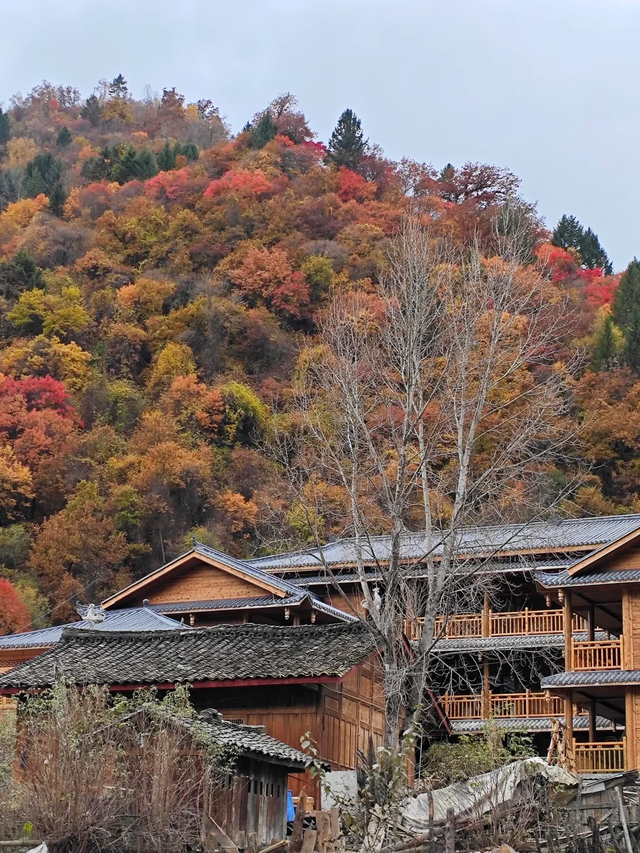比光雾山好看，比米亚罗便宜！成都4h直达小众彩林0门票，红遍了
