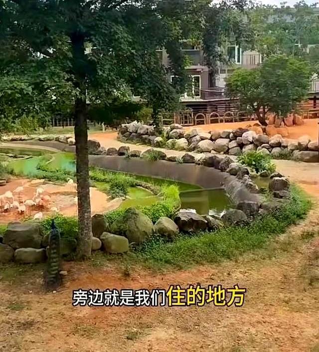 小玥儿长高了！全家去广州长隆动物园度假，小玥儿好瘦好美像大S