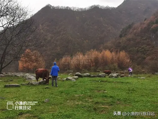 陕南秦岭自驾，这条赏秋秘境小环线，色彩浓度超标！太过瘾