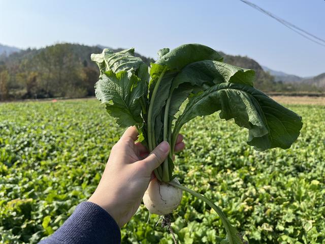 寻味武汉：一站式发掘黄陂宝藏风物，糯米灌肥肠、麦酱与脉地湾