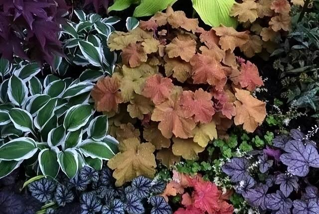 小院子里的耐寒“6宝”，不想冬天小院里光秃秃的难看，种上它们