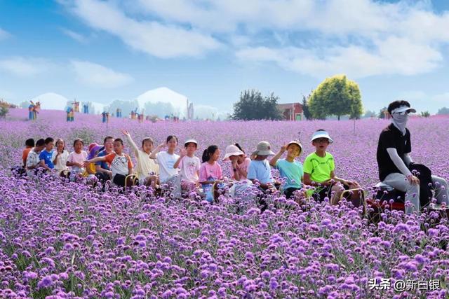 “花”点时间 来凤园花海赴一场七月的“香”约