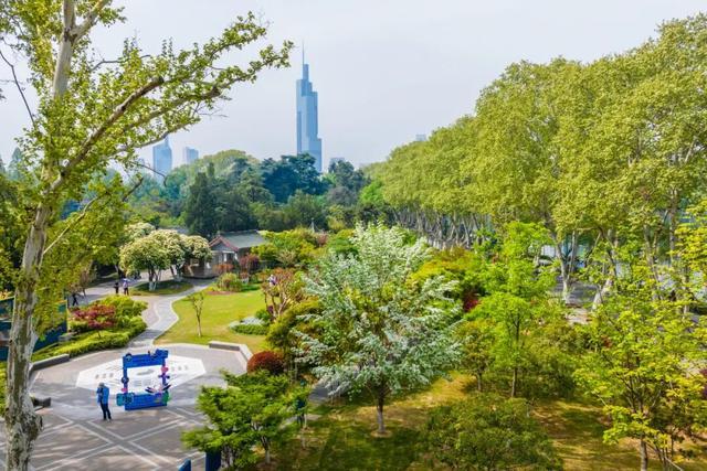 别错过！南京玄武湖“四月雪”盛放，美到窒息