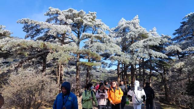 再忙也要来黄山，领取冬日雾凇云海双重“大礼包” | 皖美冬日