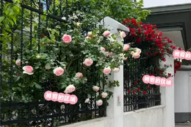 山东一阿姨，因月季被折“火了”，网友：骂最狠的话，种最美的花图片