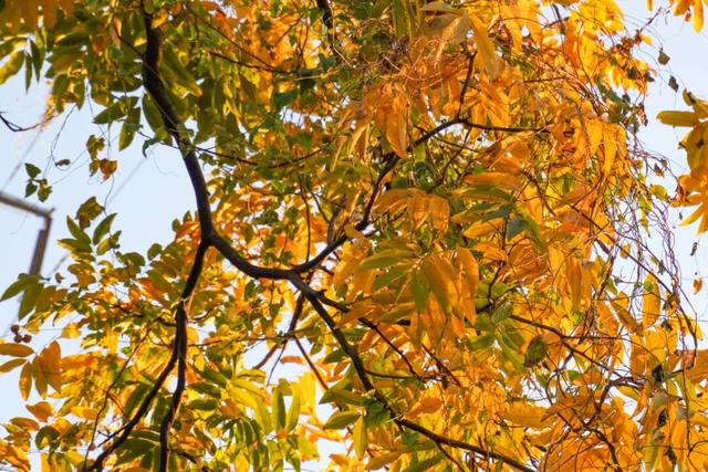 探徐汇｜赴一场落叶之约！徐汇街头美成童话